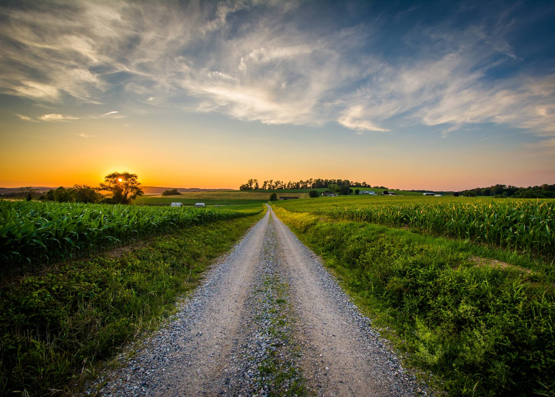 a path in nature