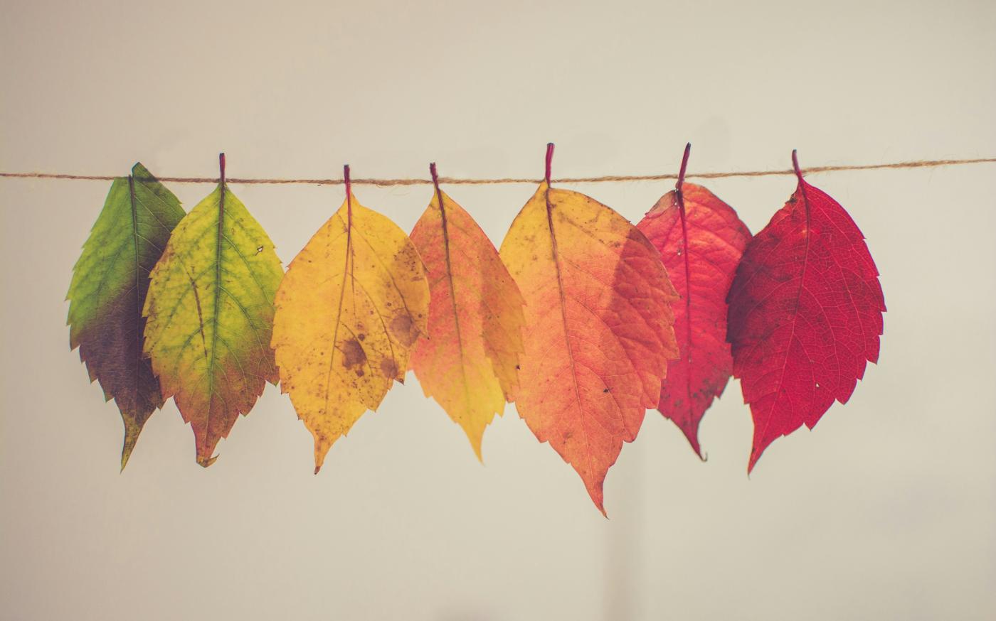 assorted-color lear hanging decor by Chris Lawton courtesy of Unsplash.