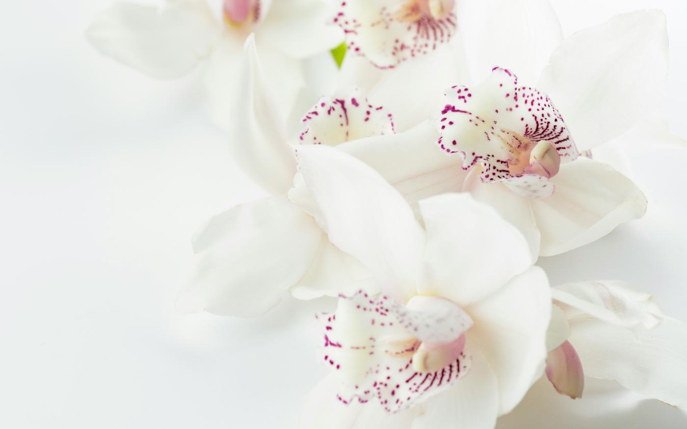 white-and-purple orchid flowers by Joanna Kosinska courtesy of Unsplash.