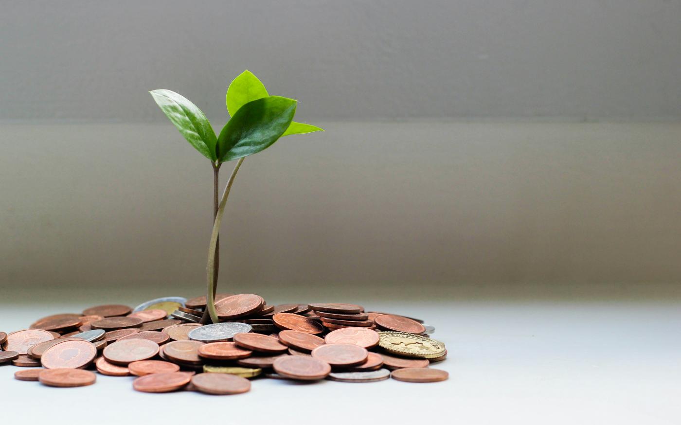 green plant on brown round coins by micheile henderson courtesy of Unsplash.