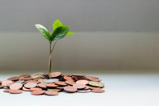 green plant on brown round coins by micheile henderson courtesy of Unsplash.